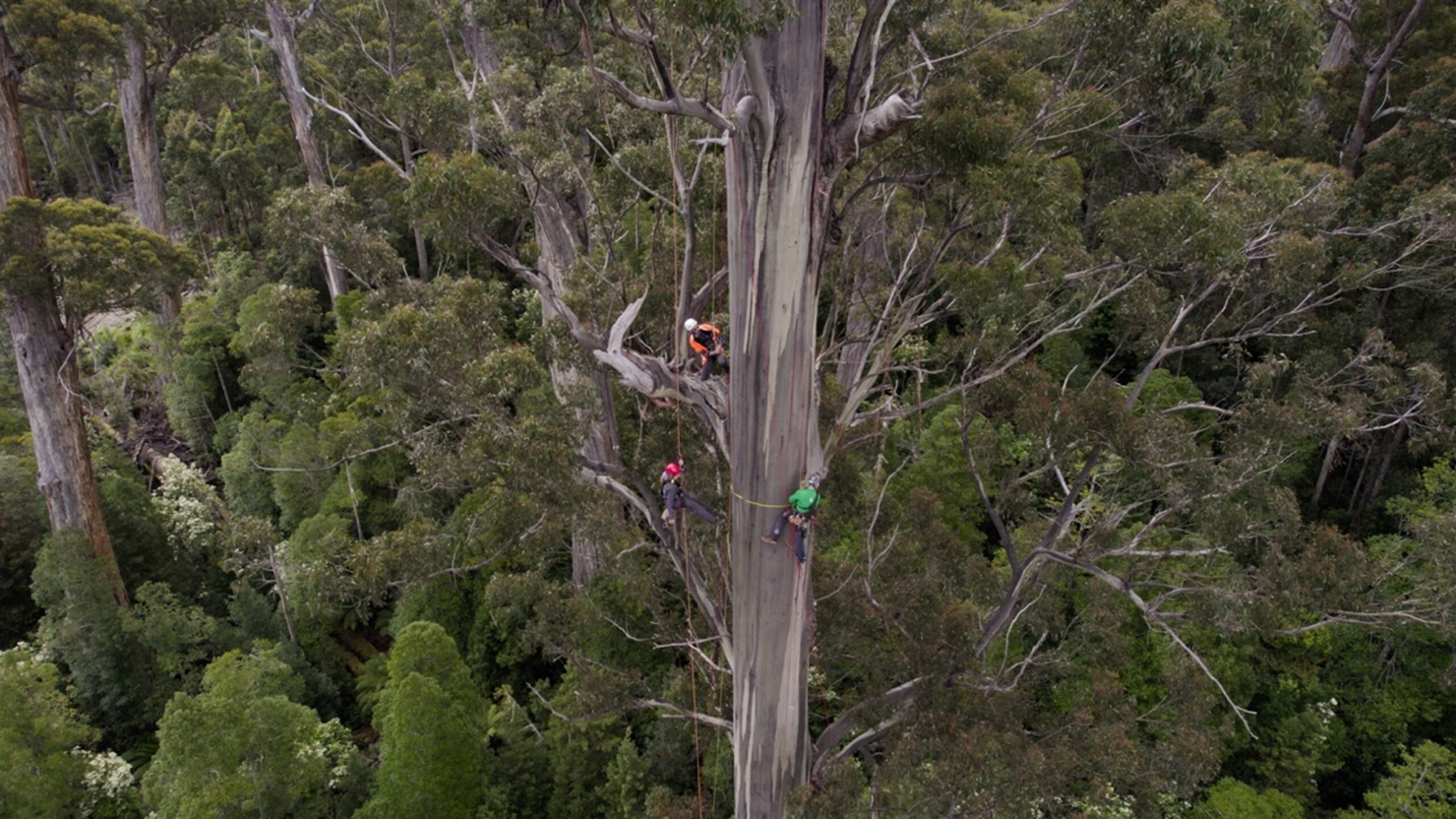 GROVE OF GIANTS