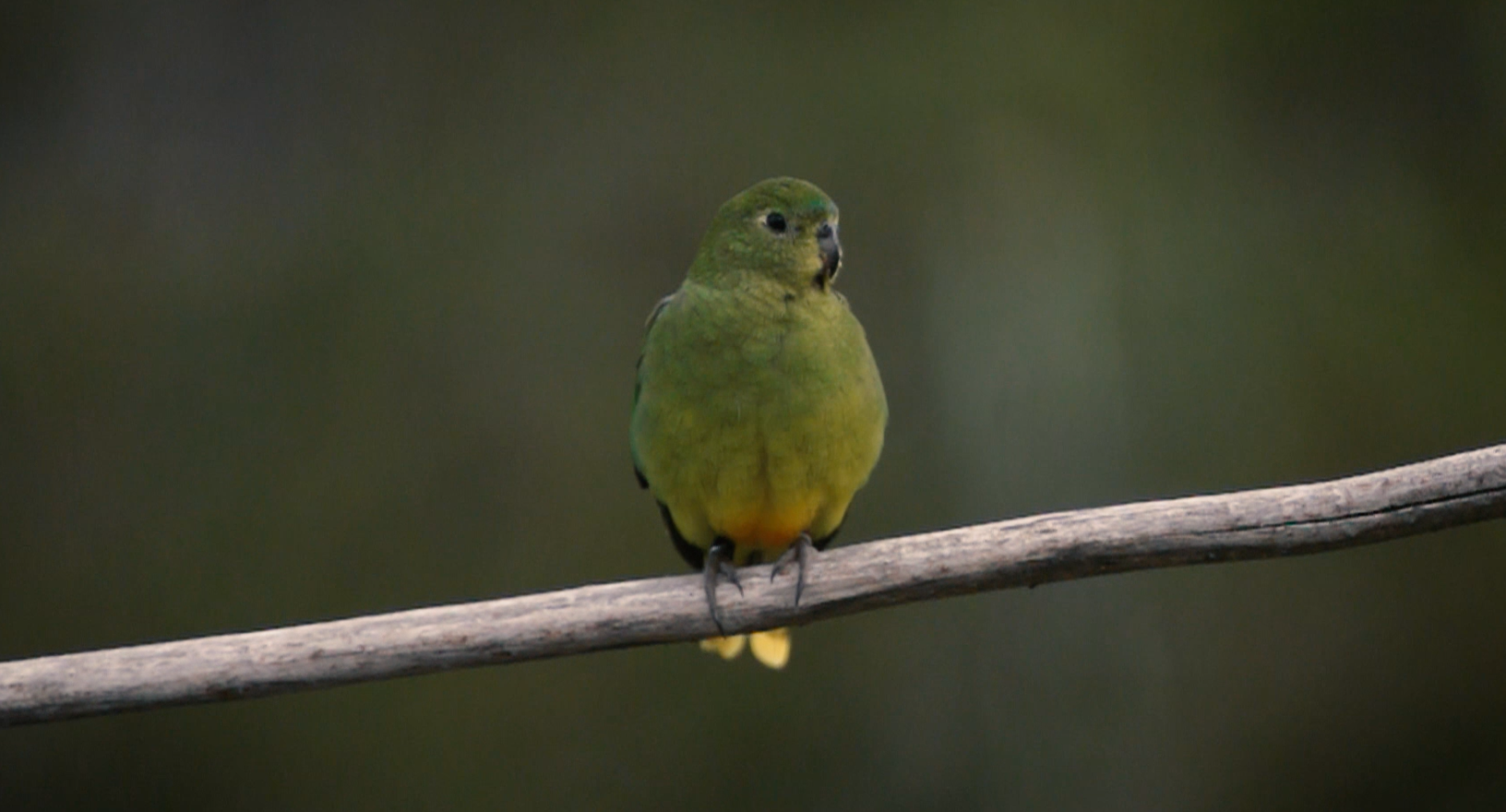 You are currently viewing PARROT PEOPLE
